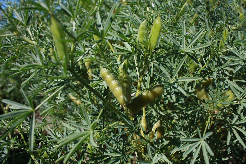 Photo of yellow lupine pods on a plant.